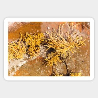Yellow Sea Weed Growing In Shallow Rock Pool Sticker